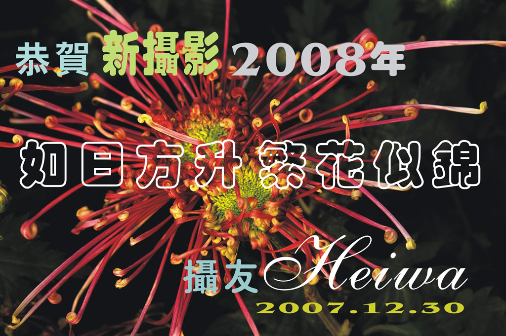 恭贺新摄影2008如旧方升繁花似锦 摄影 heiwa