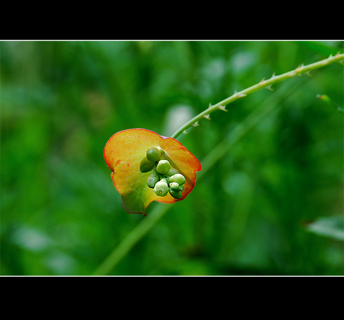 果实 摄影 秋日暮雨