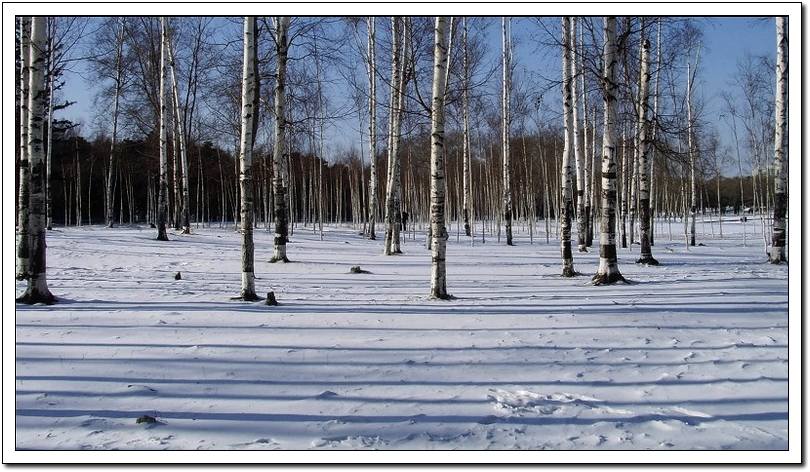 雪地诗行 摄影 阿兮