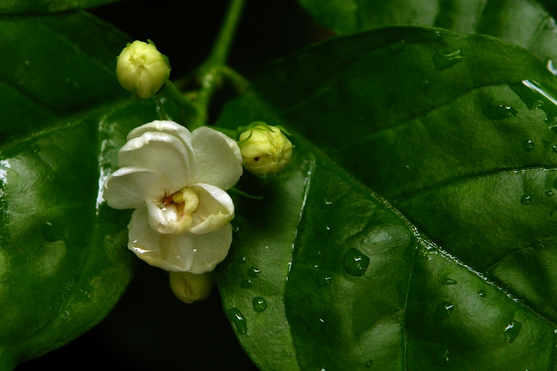 茉莉花 摄影 情趣花韵