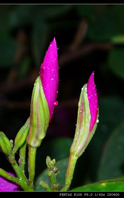 紫荆花蕾 摄影 品感