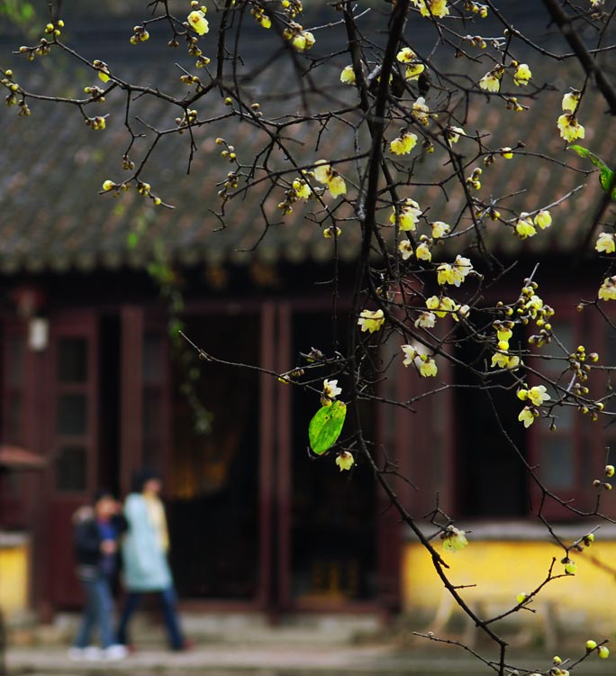 凌寒 摄影 花山大盗