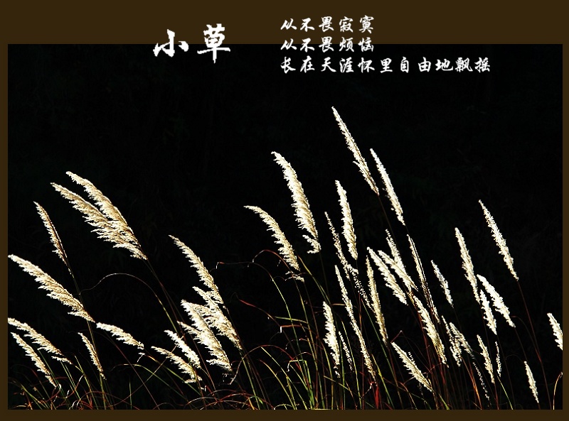 小草 摄影 情趣花韵