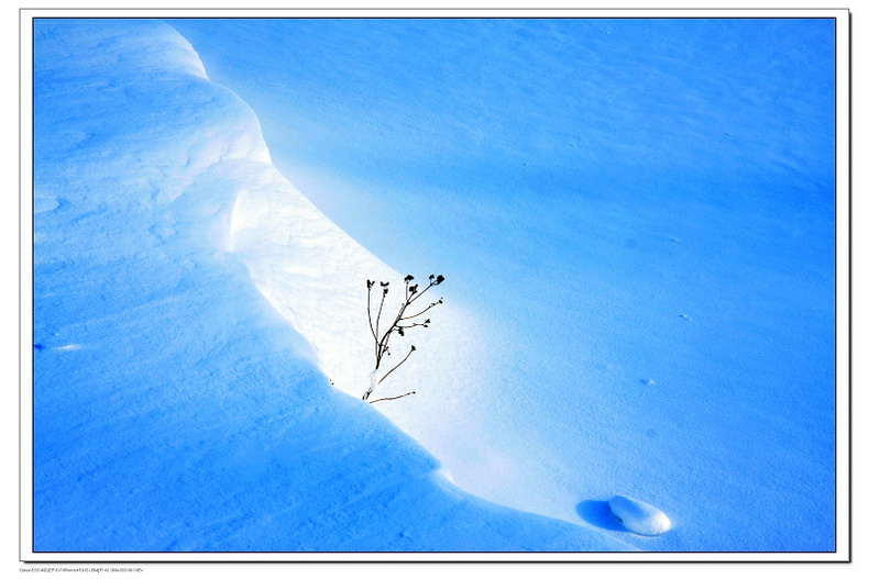 雪芽 摄影 龙江雪