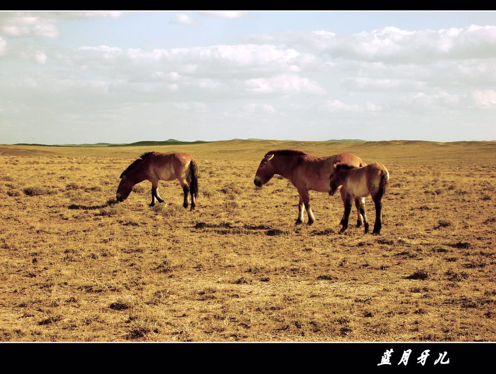卡拉麦里国家自然保护区----野马（二） 摄影 蓝月牙儿