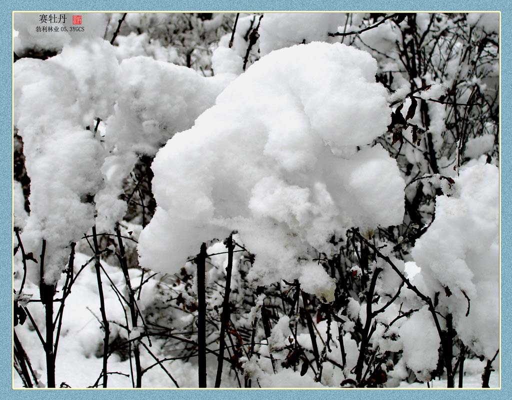 赛牡丹 摄影 银雪