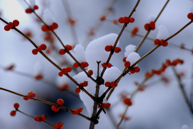 雪里红 摄影 PIAOJINLONG