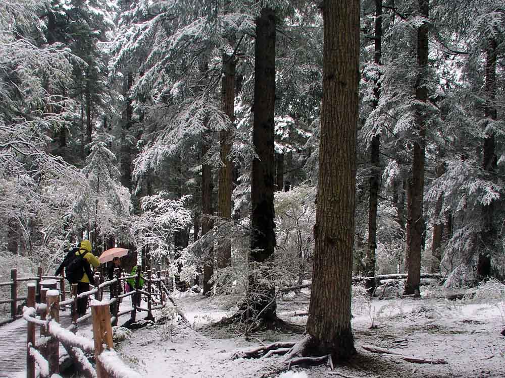 九寨沟（原始森林雪景） 摄影 苏小舟