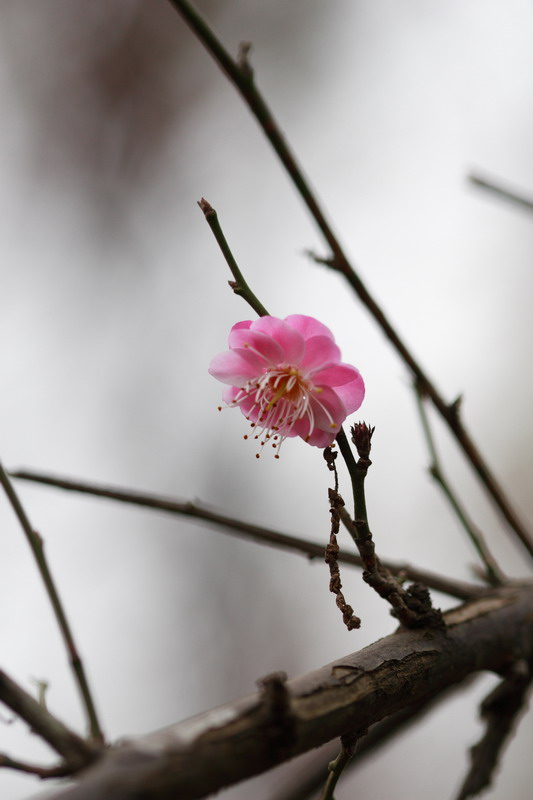 梅花 摄影 zjl97100