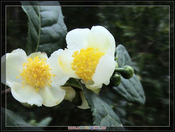 茶花 摄影 快乐就是健康