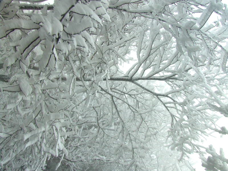 雪满枝头 摄影 心海绿洲