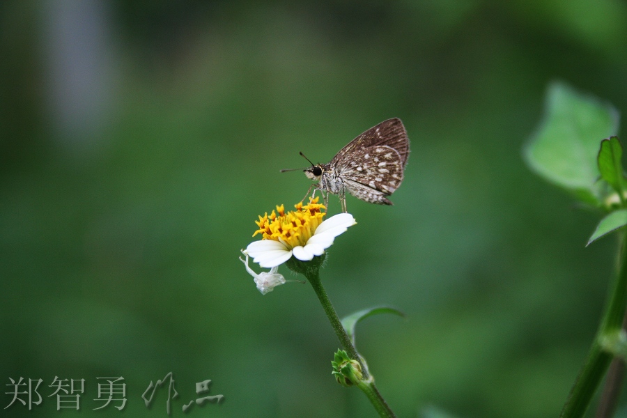 花斑大眼蝶 摄影 dzy108