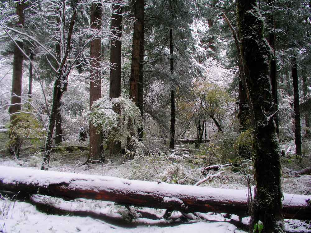 九寨沟（原始森林雪景） 摄影 苏小舟