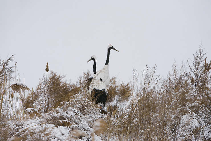 雪野仙踪 摄影 南漂