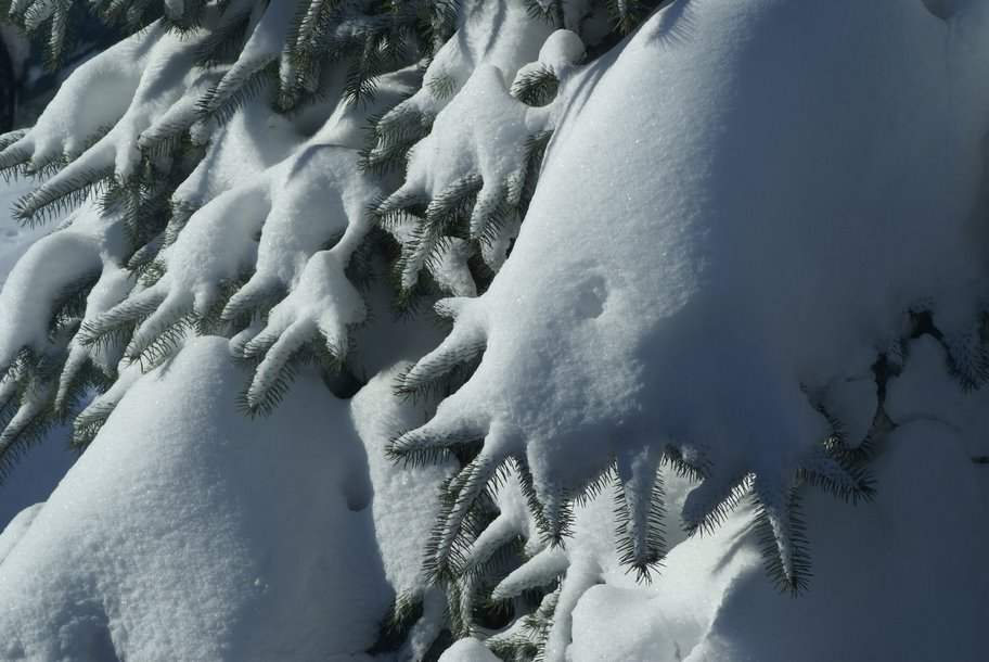 大雪压青松 摄影 耕读传家