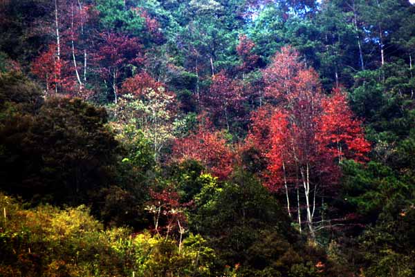 南方枫叶红 摄影 小河淌水