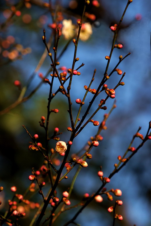 梅花香自苦寒来 摄影 风帆