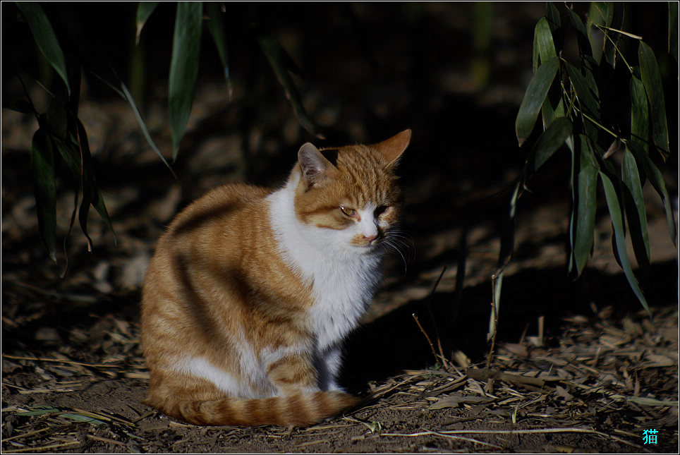 流浪猫 摄影 JACKWELL