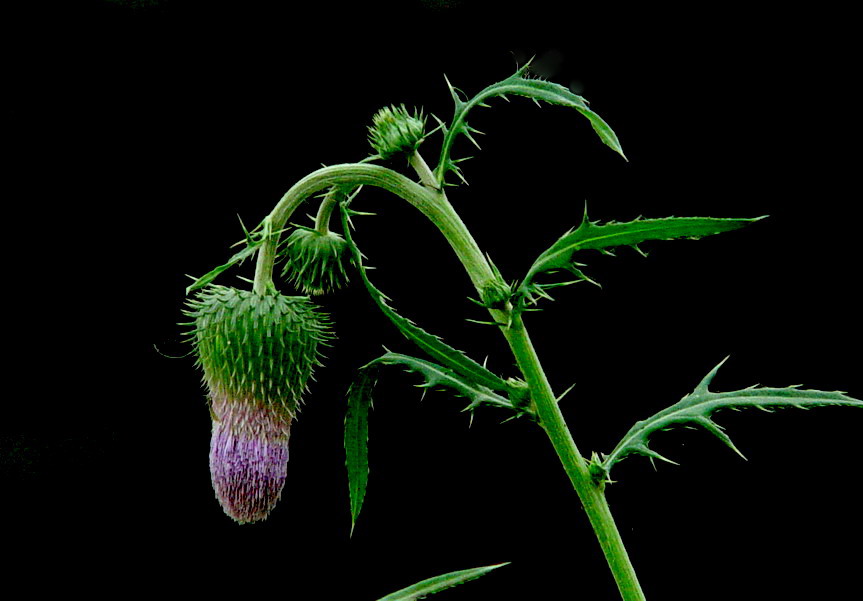 后花园的花和草 摄影 大一新生