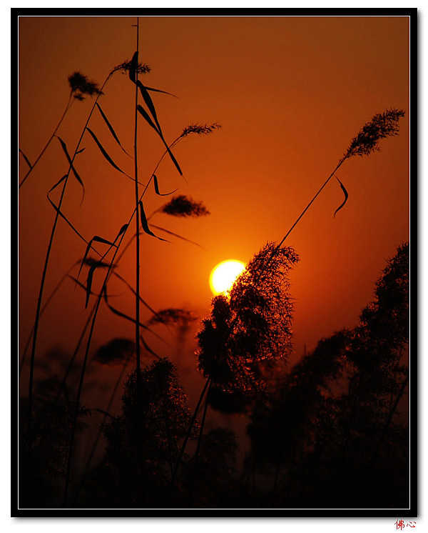 夕阳（芦苇篇） 摄影 佛心