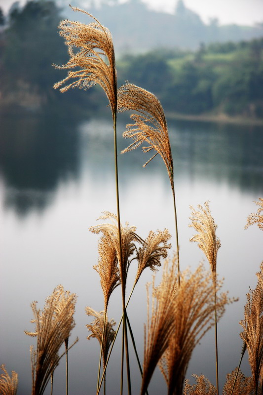 芦苇荡漾 摄影 阳光森林