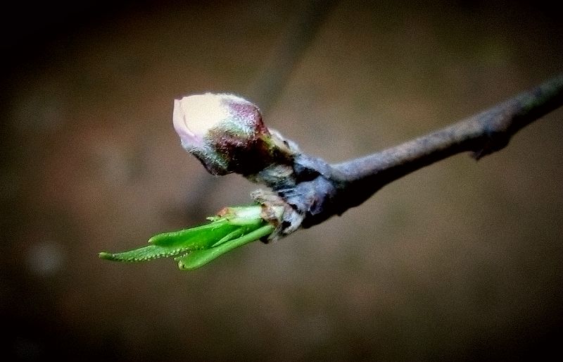 春芽 摄影 舟水