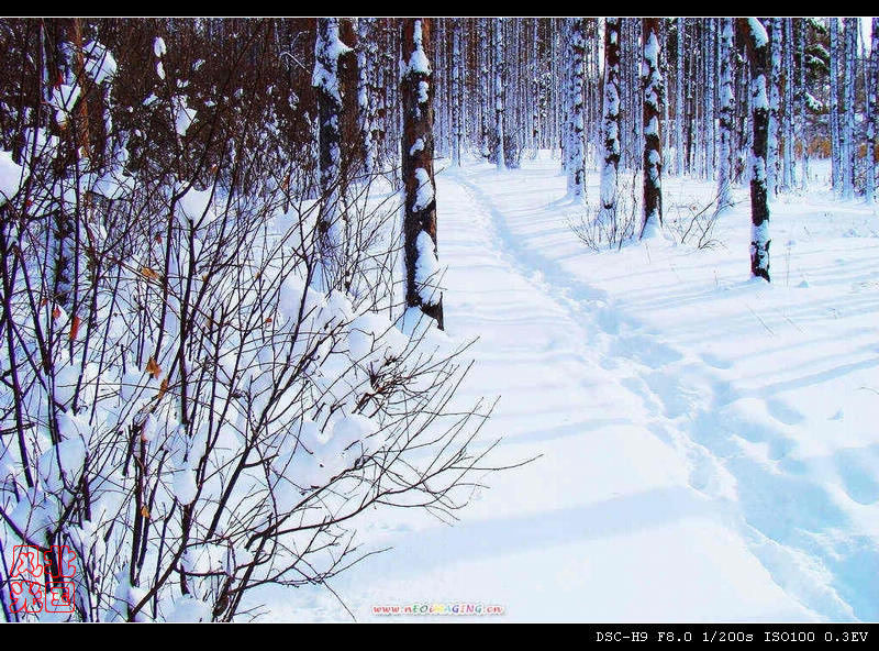 享受冬日阳光 摄影 赏雪斋主