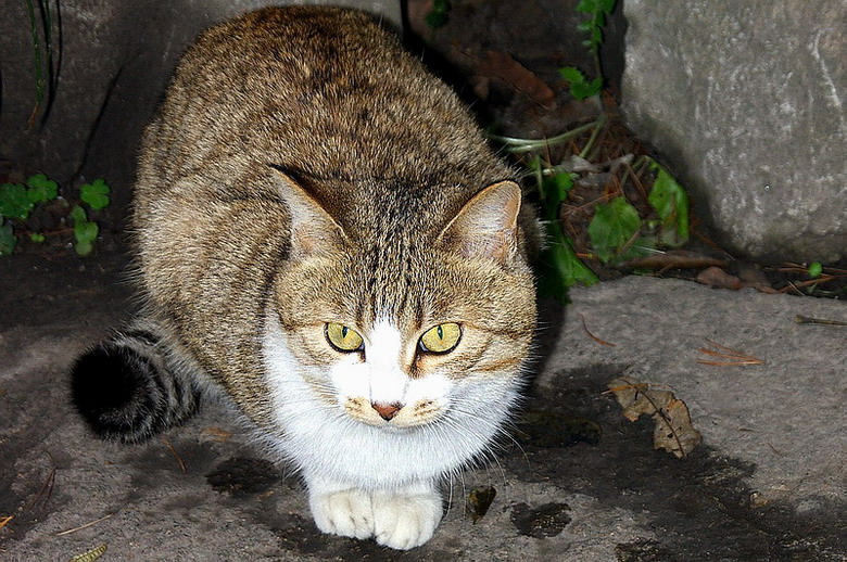 秋霞埔里的野猫 摄影 一路