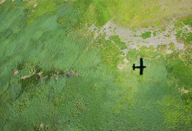 水润大地锦 摄影 甲由田