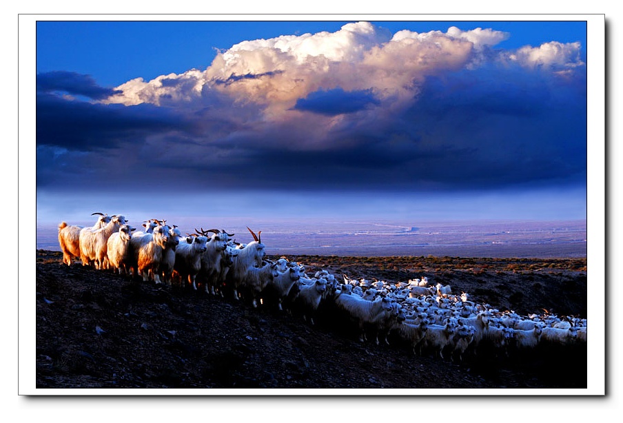 戈壁滩上的羊群 摄影 高然