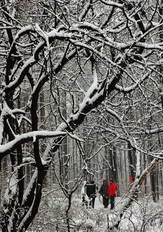 那雪那红2 摄影 一声惊雷