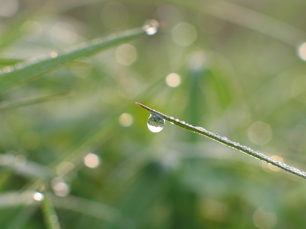 露珠 摄影 zhaofei