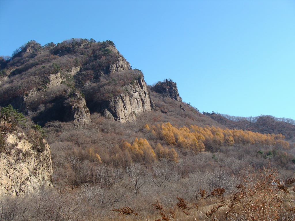 野山 摄影 猫鼬