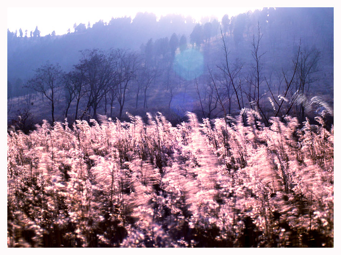 芦花飞雪 摄影 骆驼翔子