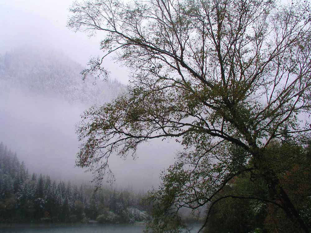 九寨沟（原始森林景区） 摄影 苏小舟