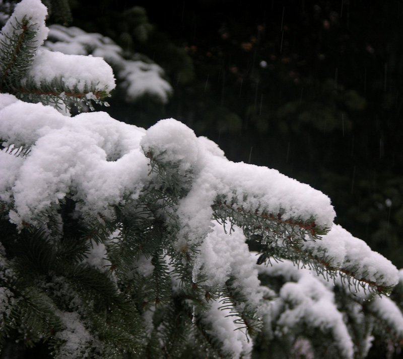 雪松 摄影 贾广顺