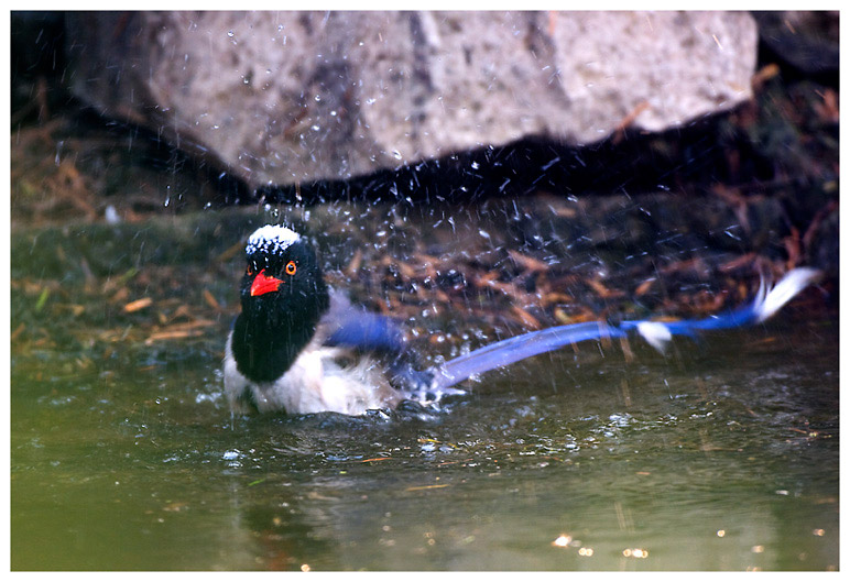 红嘴蓝鹊沐浴图 摄影 pigeon