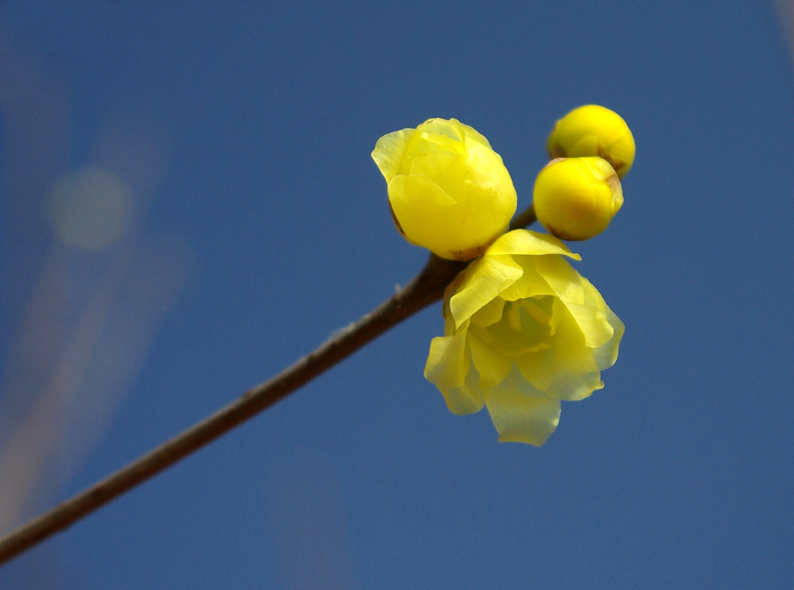 蜡梅 摄影 gaoli