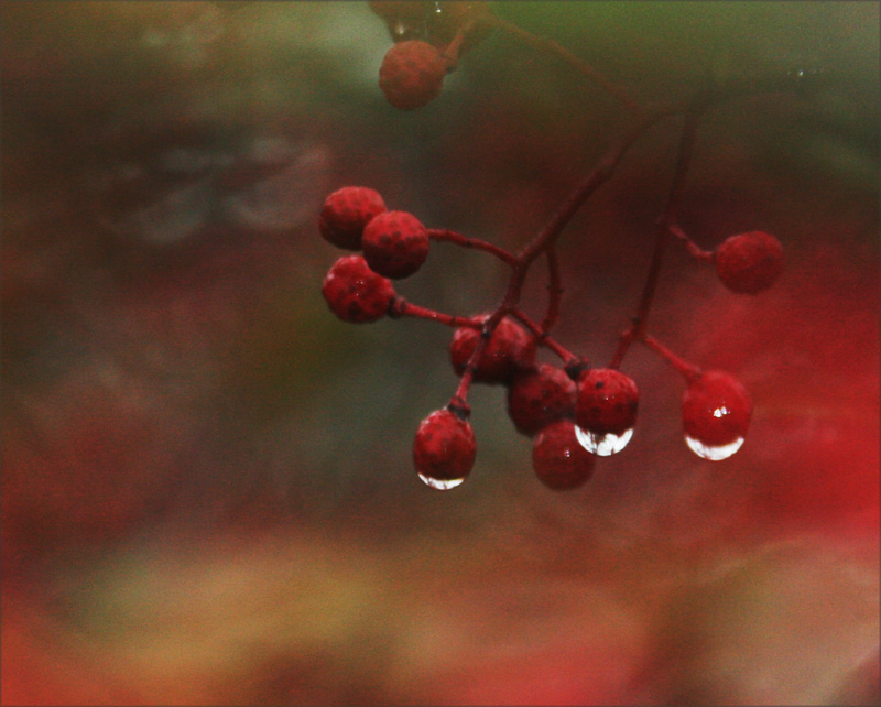 秋雨 摄影 玩玩家