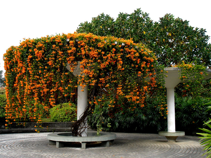 “炮仗”花 摄影 花魁