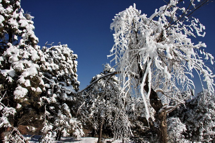 雪松 摄影 GAOWA