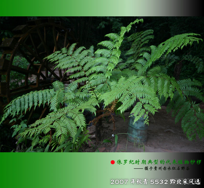 侏罗纪时期典型的代表植物桫椤 摄影 青5532