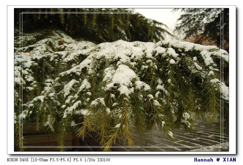 瑞雪压枝 摄影 时光印记