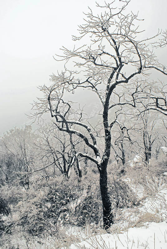 雪景 摄影 了扎咧