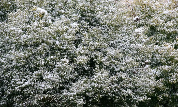 2008/ 盐阜大地的第一场雪 摄影 江苏 陈应海