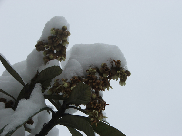 雪伴枇杷花 摄影 八星岩