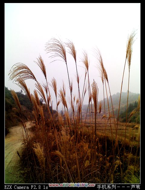 芦苇 摄影 穿山甲A