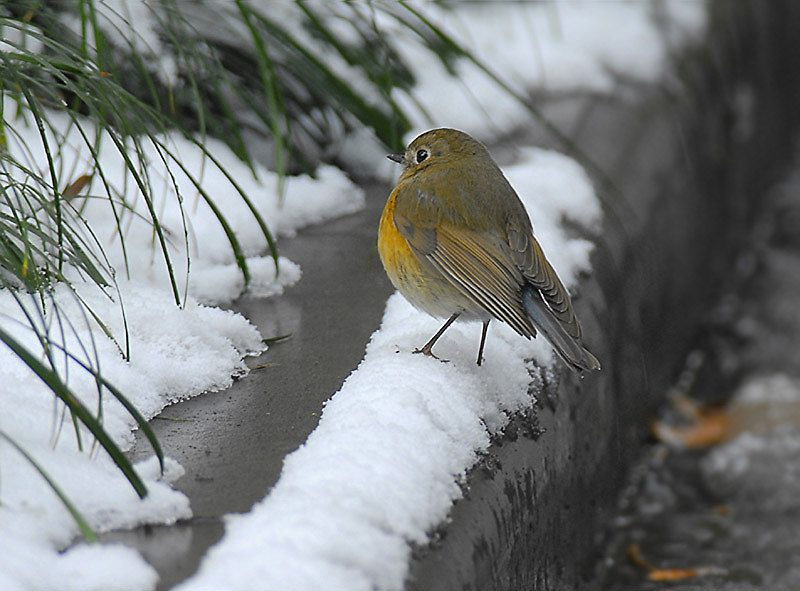 雪中红胁蓝尾鸲 摄影 金陵老夏