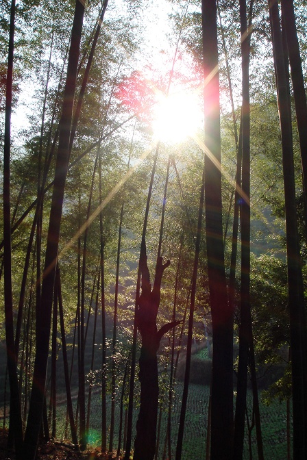 竹林阳光 摄影 天岸马