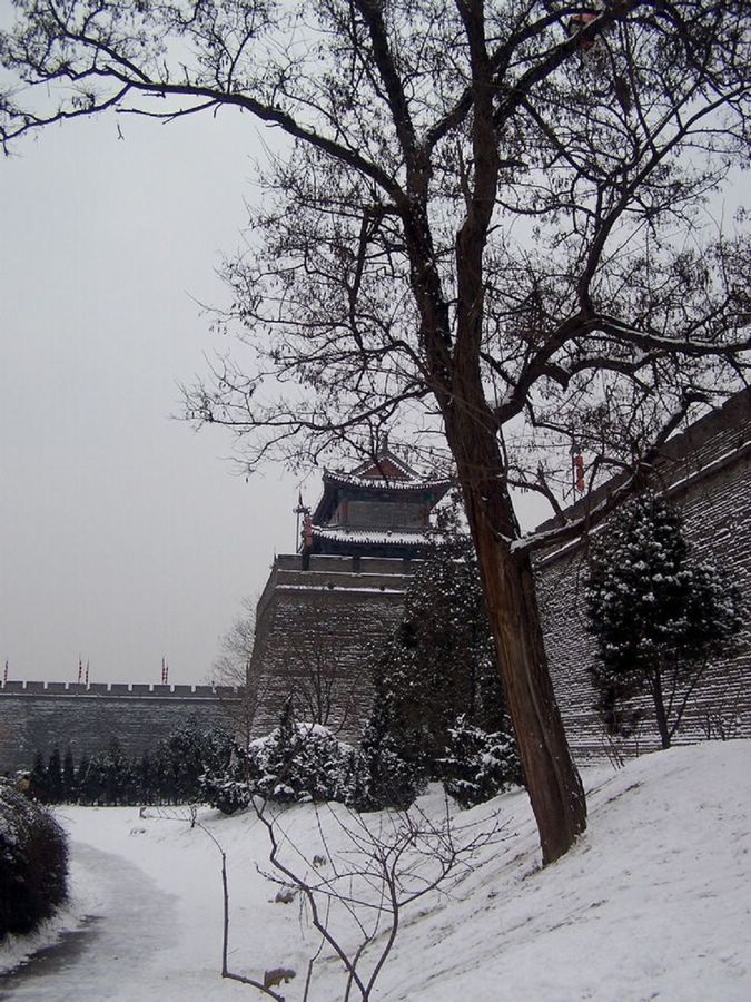 冬雪 摄影 西部老土